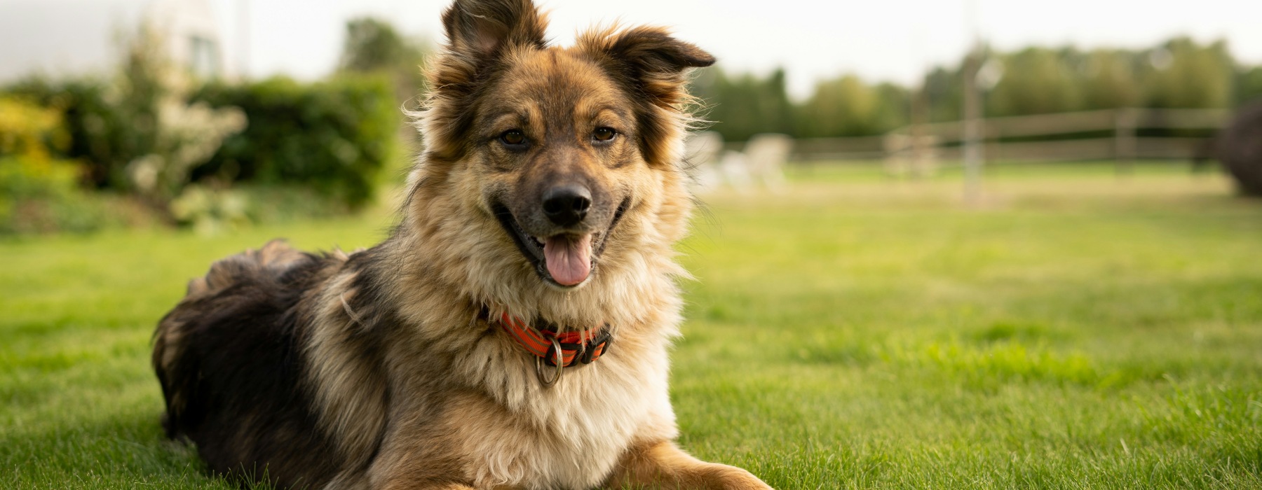 dog laying down on grass
